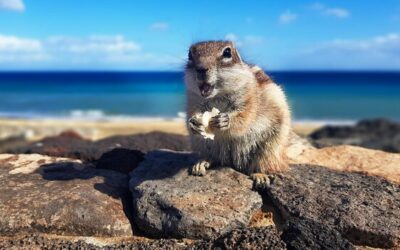 Ile nici na chomiki powinno się stosować podczas szycia akcesoriów?