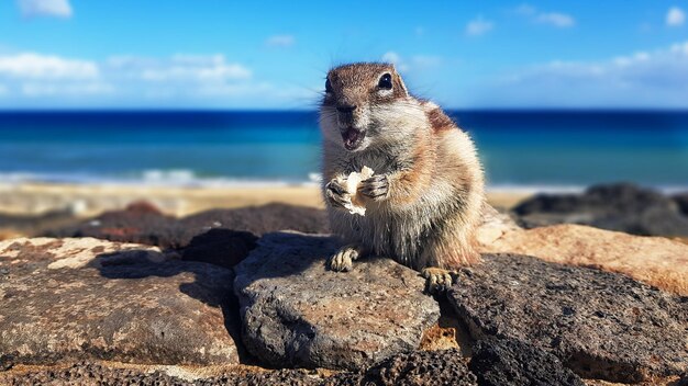 Ile nici na chomiki powinno się stosować podczas szycia akcesoriów?